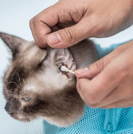 Cat Grooming and Bathing Bag