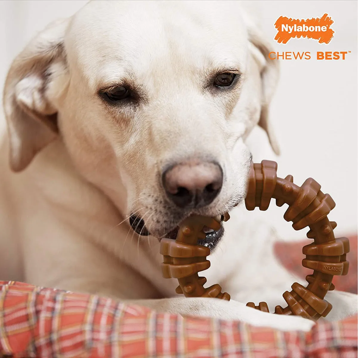 Nylabone DuraChew Textured Ring