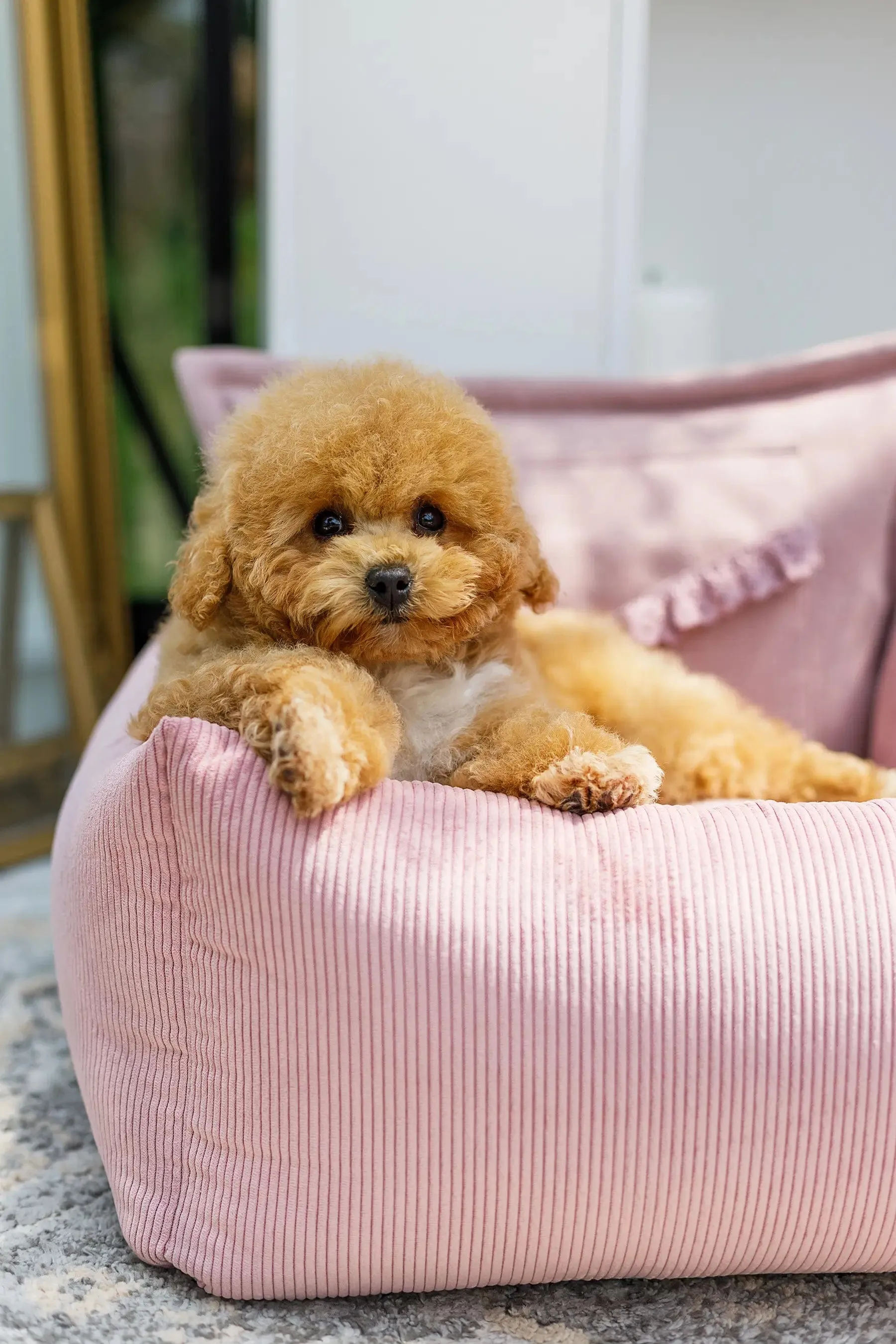 Oh Charlie Dog Car Seat Bed Mademoiselle